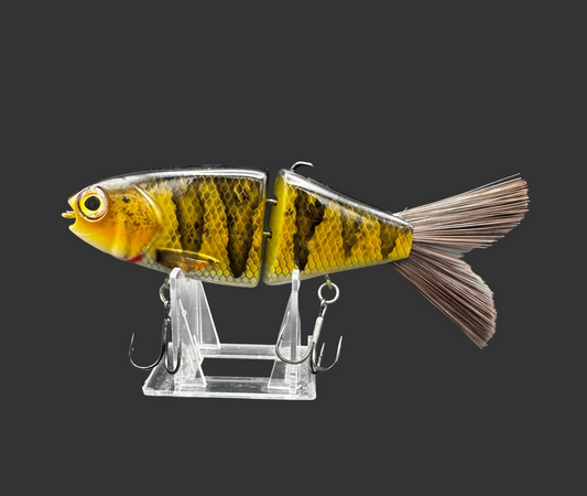 OG Willie 7” “Yellow Perch”