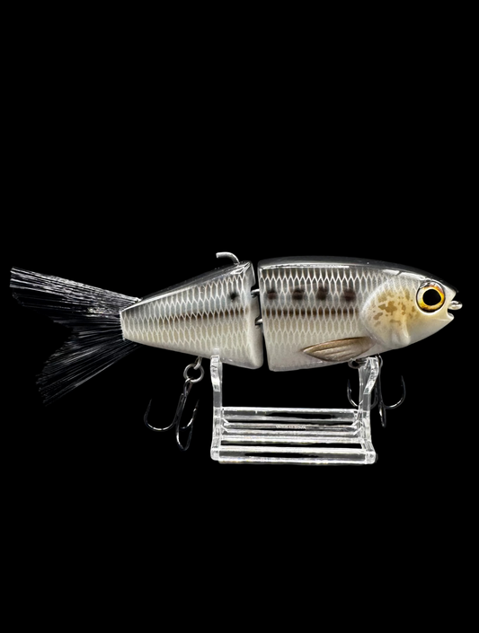 OG Willie 7” “American Shad”