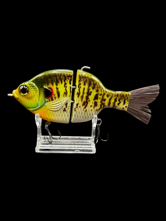 Outlaw Willie Gill “Redear Sunfish”